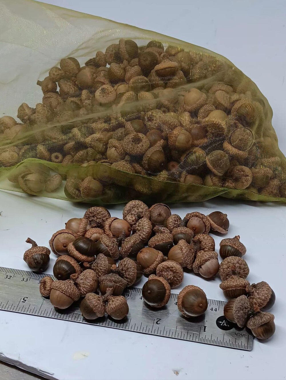 Red Acorns From North Carolina 100's For Crafts Or Spouting